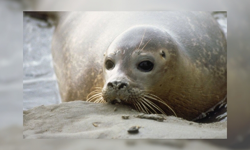 Plaatje Gewone zeehond