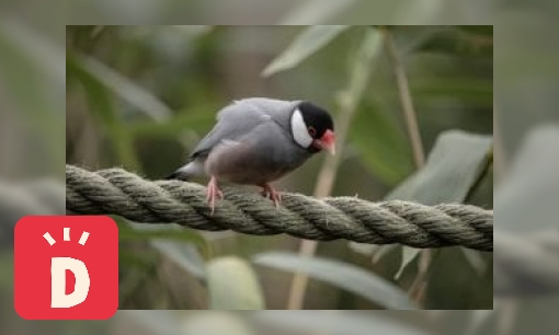 Plaatje Rijstvogel