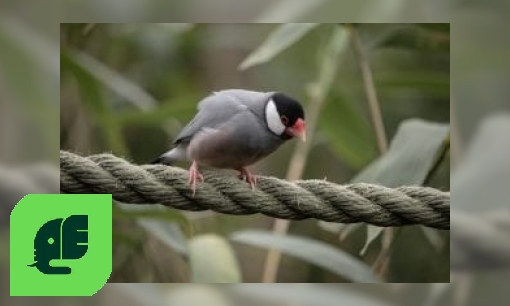Plaatje Rijstvogel