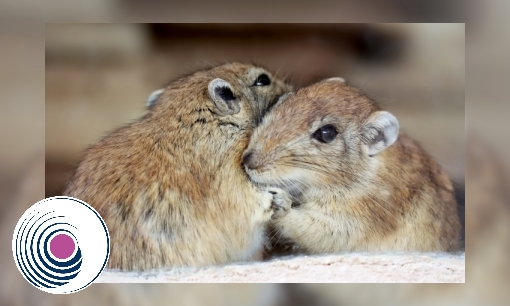 Plaatje Mongoolse gerbil