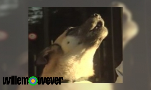Plaatje Waarom jankt mijn hond als zij bepaalde muziek hoort?