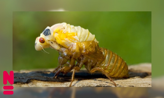 Plaatje Van keverkleintjes tot kolossale kevers