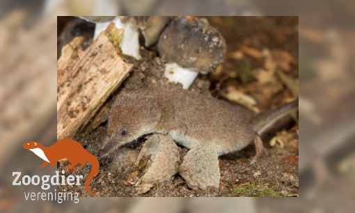 Plaatje Dwergspitsmuis