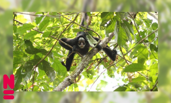 Plaatje Bedreiging van de Amazone