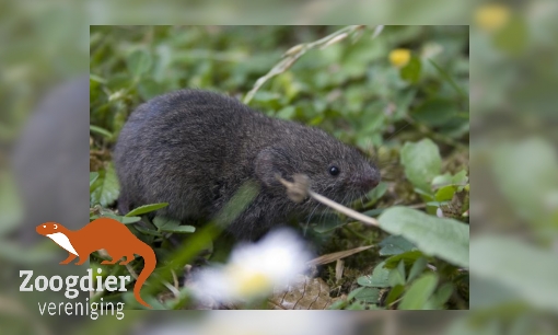 Plaatje Ondergrondse woelmuis