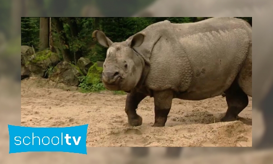 Plaatje Hoe goed ruikt een neushoorn?