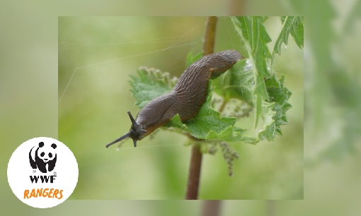 Plaatje Ongewervelde dieren