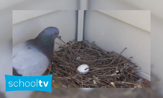 Vogelspinnen maken net als vogels een nest - Is het snugger of kletspraat?