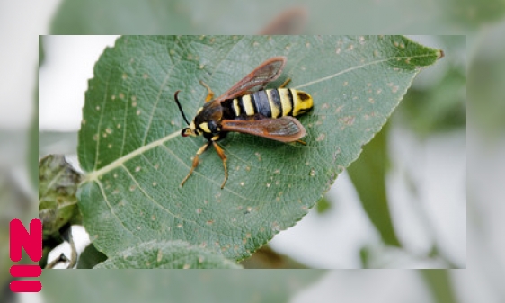 Mimicry bij insecten