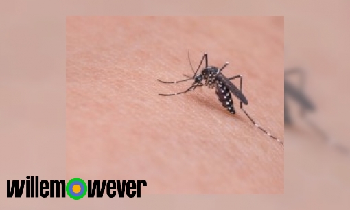Plaatje Waarom laten muggen altijd een gifbultje achter dat zo erg jeukt?
