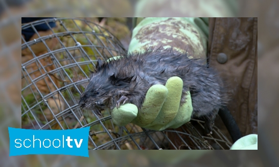 Op jacht naar de muskusrat