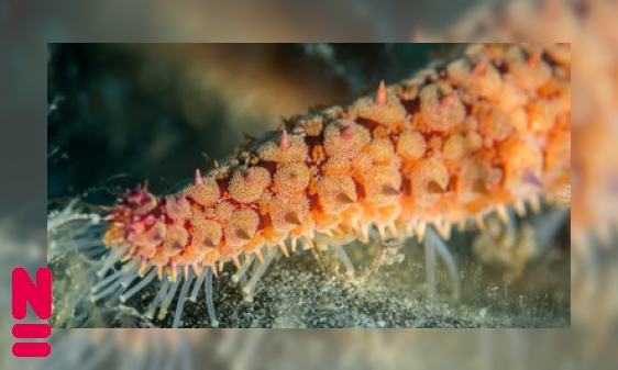 Plaatje Zeesterren: hersenloos aan de wandel