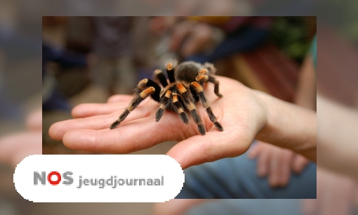 Man vindt vogelspin in bakje druiven