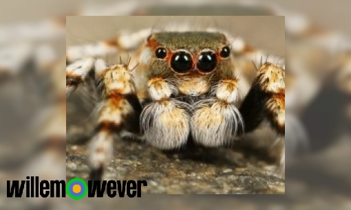 Plaatje Hoe oud kunnen spinnen worden?