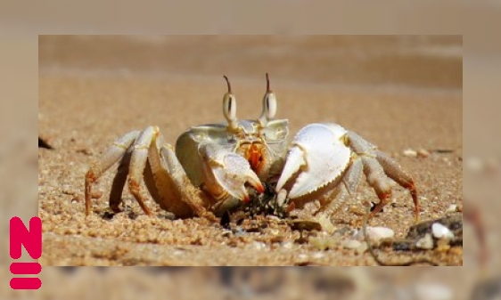 Plaatje De krab in de groei