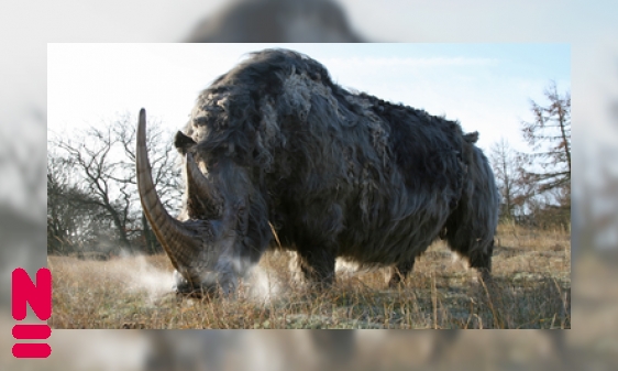 Plaatje Wolharige neushoorn: grasmaaier van de mammoetsteppe