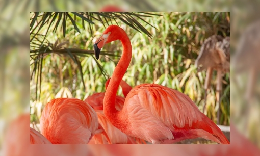 Plaatje Spreekbeurt flamingo