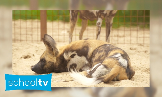 Plaatje Castratie van Afrikaanse wilde honden