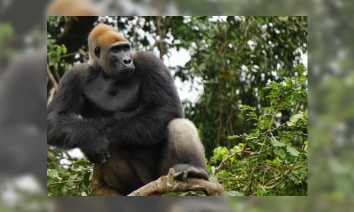 Plaatje 10 weetjes over gorilla