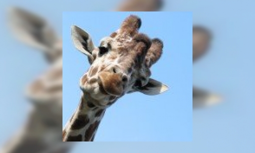 Spreekbeurt over de giraffe