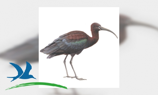 Plaatje Zwarte ibis