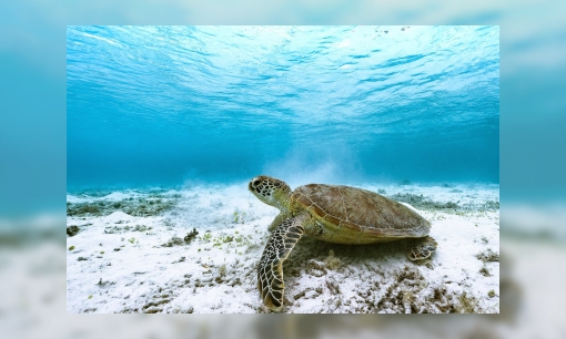 Plaatje Infoblad zeeschildpadden