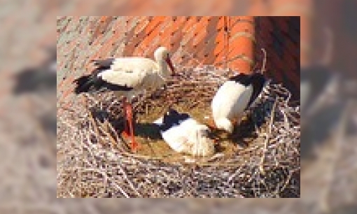 Dieren gluren