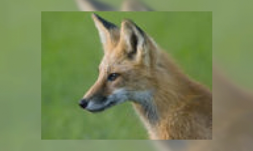 Hoera, jonge vosjes geboren