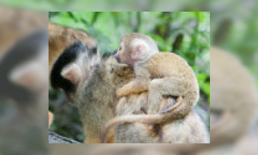 Baby-aapjes in Apenheul