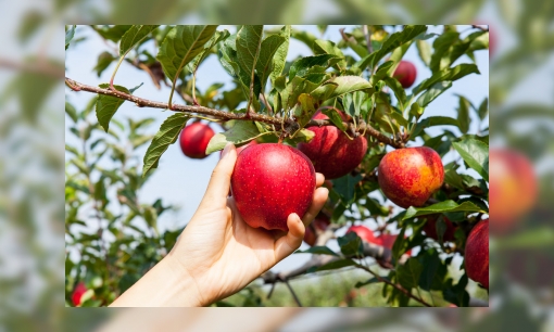 Start landelijke fruitplukdagen