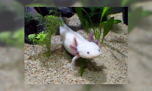 Jeugdbieb challenge: weetjes axolotl