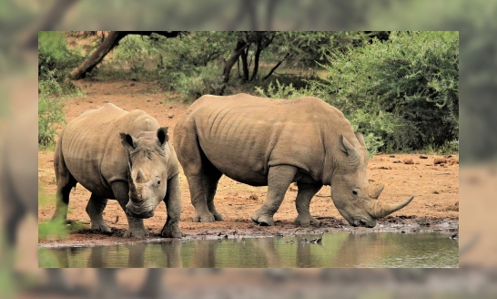 Jeugdbieb challenge: weetjes neushoorn