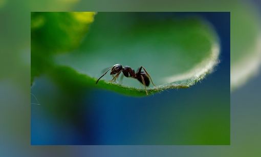 Jeugdbieb challenge: teken de wereld door de ogen van een mier