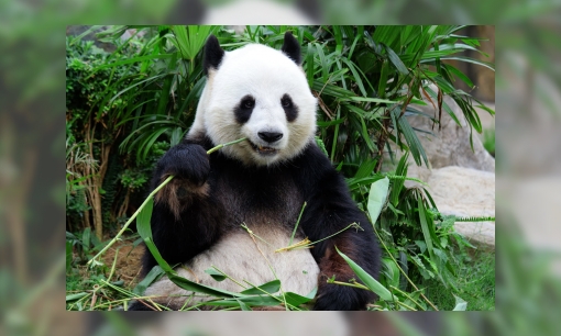Kies je favoriete pandanaam