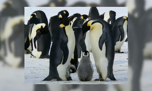 Plaatje Jeugdbiebchallenge: weetjes pinguïns