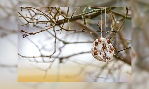 Plaatje Vogels voeren