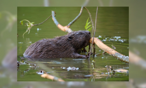 Wereld Bever Dag