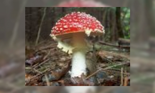 Vliegenzwam wint Paddestoelen Parade