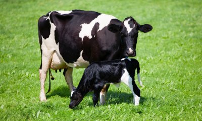 Plaatje Dieren op de boerderij