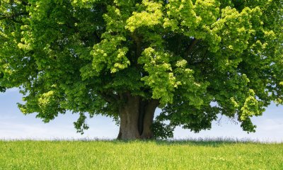 Plaatje Bomen