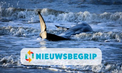 Plaatje Aangespoelde orka bij Cadzand