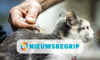 Plaatje Katten chippen