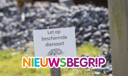 Dassen bij het spoor ontregelen treinverkeer