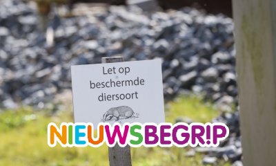 Plaatje Dassen bij het spoor ontregelen treinverkeer