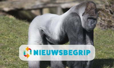 Plaatje Bokito is doodgegaan