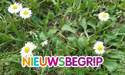 Het madeliefje: de nationale bloem van Nederland