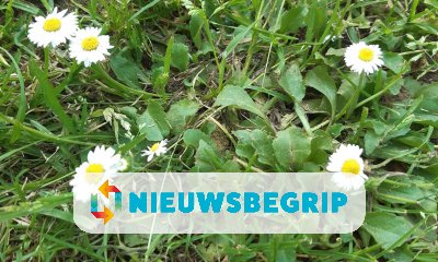 Plaatje Het madeliefje: de nationale bloem van Nederland