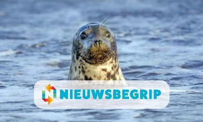 Plaatje Hoe gaat het met de zeehond in de Waddenzee?