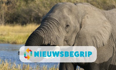 Plaatje Hoe gaat het met de Afrikaanse olifant?