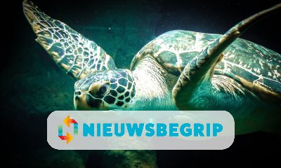Plaatje Aangespoelde schildpadden
